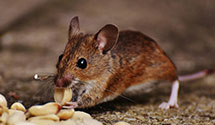 24 Hour & Emergency Exterminators in Colorado College, CO